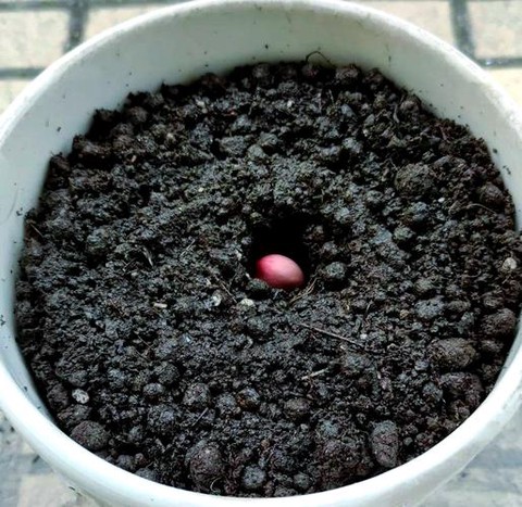 我的世界魔豆怎么种[图1]