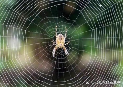 迷你世界蜘蛛网怎么得[图1]